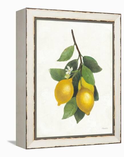 Lemon Branch III-Albena Hristova-Framed Stretched Canvas