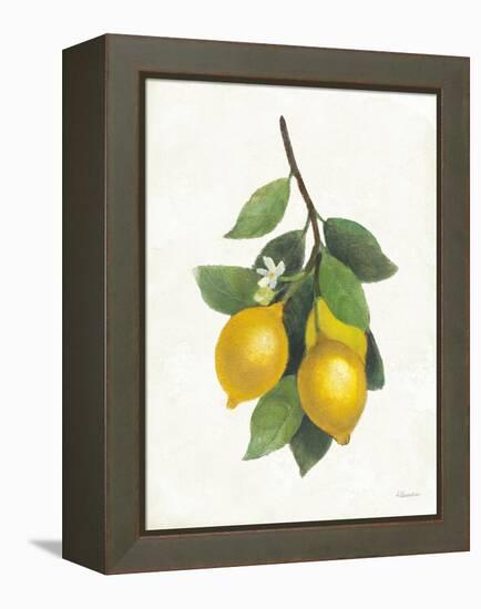 Lemon Branch III-Albena Hristova-Framed Stretched Canvas