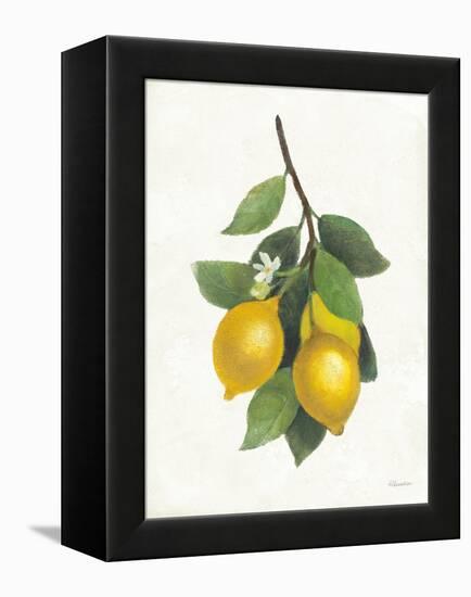 Lemon Branch III-Albena Hristova-Framed Stretched Canvas