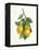 Lemon Branch III-Albena Hristova-Framed Stretched Canvas