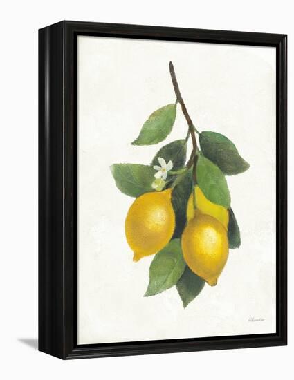 Lemon Branch III-Albena Hristova-Framed Stretched Canvas