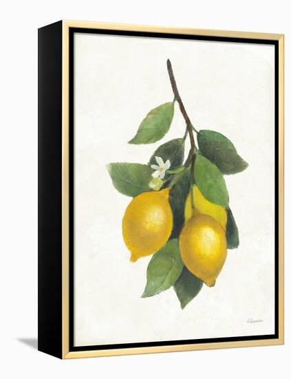 Lemon Branch III-Albena Hristova-Framed Stretched Canvas