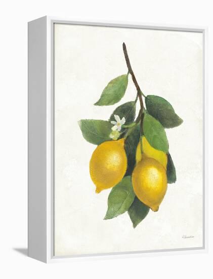 Lemon Branch III-Albena Hristova-Framed Stretched Canvas