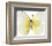 Lemon Butterfly-Assaf Frank-Framed Giclee Print