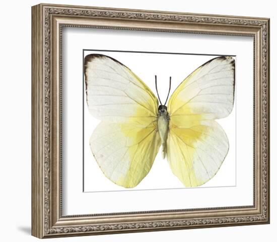 Lemon Butterfly-Assaf Frank-Framed Giclee Print