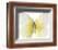 Lemon Butterfly-Assaf Frank-Framed Giclee Print