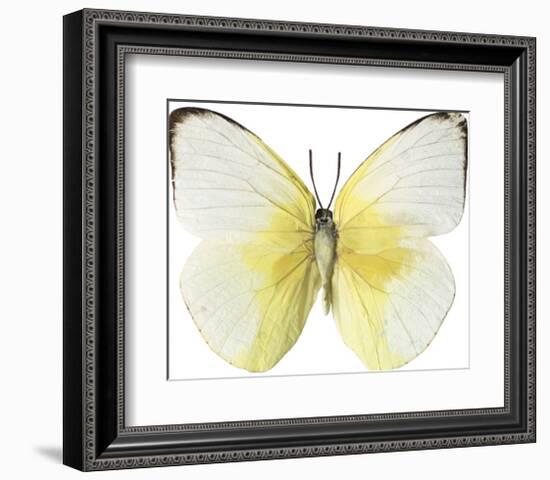 Lemon Butterfly-Assaf Frank-Framed Giclee Print