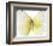 Lemon Butterfly-Assaf Frank-Framed Giclee Print