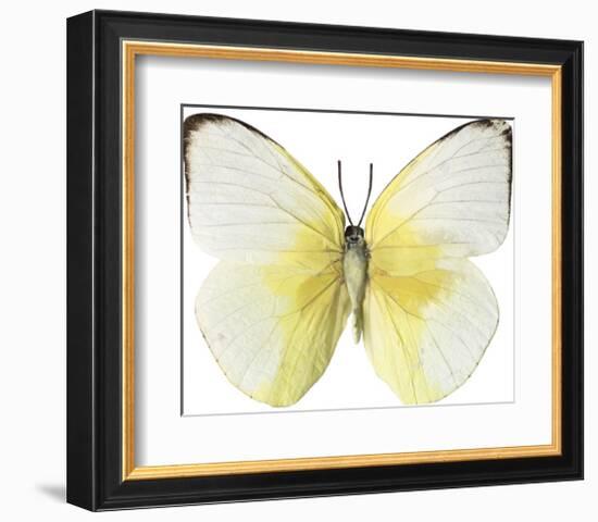 Lemon Butterfly-Assaf Frank-Framed Giclee Print