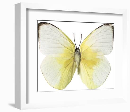 Lemon Butterfly-Assaf Frank-Framed Giclee Print