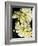 Lemon Dahlias I-Rachel Perry-Framed Photographic Print