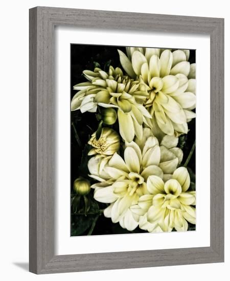 Lemon Dahlias I-Rachel Perry-Framed Photographic Print