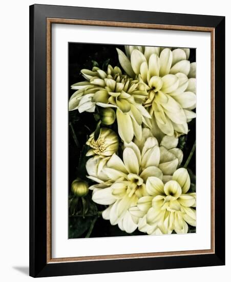 Lemon Dahlias I-Rachel Perry-Framed Photographic Print