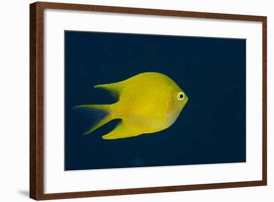 Lemon Damsel (Pomacentrus Moluccensis), Rainbow Reef, Fiji-Pete Oxford-Framed Photographic Print