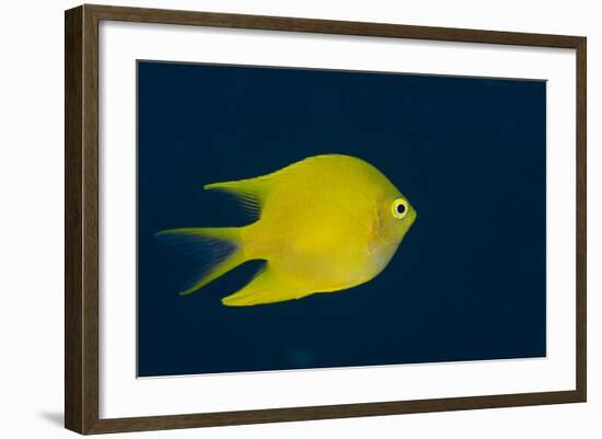 Lemon Damsel (Pomacentrus Moluccensis), Rainbow Reef, Fiji-Pete Oxford-Framed Photographic Print