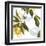 Lemon Floral-Andrew Michaels-Framed Art Print