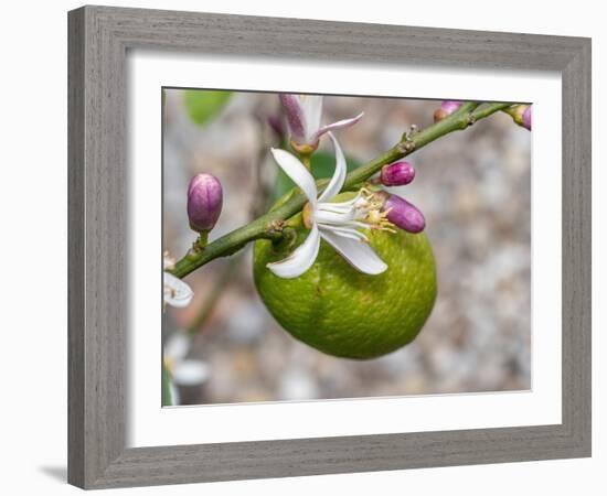 Lemon flower buds and fruit, Umbria, Italy-Paul Harcourt Davies-Framed Photographic Print