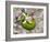 Lemon flower buds and fruit, Umbria, Italy-Paul Harcourt Davies-Framed Photographic Print