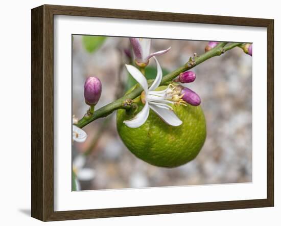 Lemon flower buds and fruit, Umbria, Italy-Paul Harcourt Davies-Framed Photographic Print