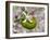 Lemon flower buds and fruit, Umbria, Italy-Paul Harcourt Davies-Framed Photographic Print