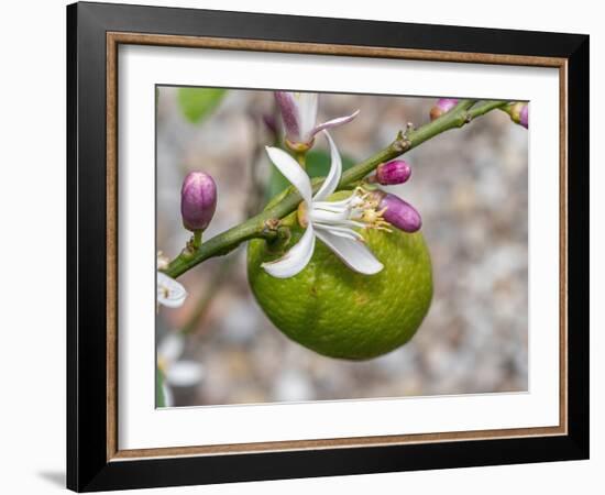 Lemon flower buds and fruit, Umbria, Italy-Paul Harcourt Davies-Framed Photographic Print