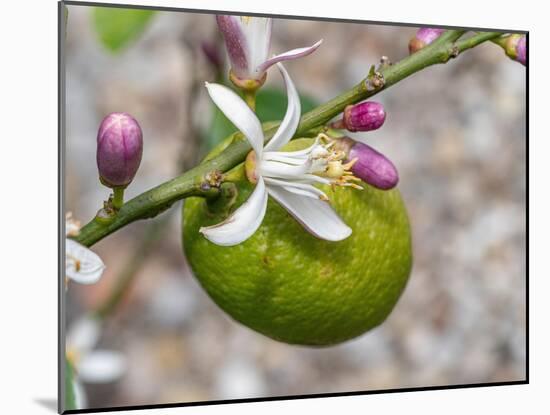 Lemon flower buds and fruit, Umbria, Italy-Paul Harcourt Davies-Mounted Photographic Print