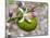 Lemon flower buds and fruit, Umbria, Italy-Paul Harcourt Davies-Mounted Photographic Print