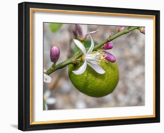 Lemon flower buds and fruit, Umbria, Italy-Paul Harcourt Davies-Framed Photographic Print