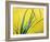 Lemon Grass Leaves-Lawrence Lawry-Framed Photographic Print