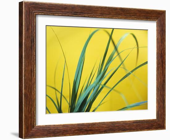 Lemon Grass Leaves-Lawrence Lawry-Framed Photographic Print