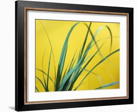 Lemon Grass Leaves-Lawrence Lawry-Framed Photographic Print