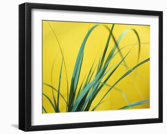 Lemon Grass Leaves-Lawrence Lawry-Framed Photographic Print