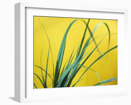 Lemon Grass Leaves-Lawrence Lawry-Framed Photographic Print