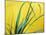 Lemon Grass Leaves-Lawrence Lawry-Mounted Photographic Print
