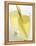 Lemon Grass Lemonade in Two Glasses-Chris Alack-Framed Premier Image Canvas