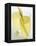 Lemon Grass Lemonade in Two Glasses-Chris Alack-Framed Premier Image Canvas