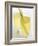 Lemon Grass Lemonade in Two Glasses-Chris Alack-Framed Photographic Print