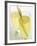 Lemon Grass Lemonade in Two Glasses-Chris Alack-Framed Photographic Print