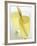 Lemon Grass Lemonade in Two Glasses-Chris Alack-Framed Photographic Print