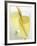 Lemon Grass Lemonade in Two Glasses-Chris Alack-Framed Photographic Print