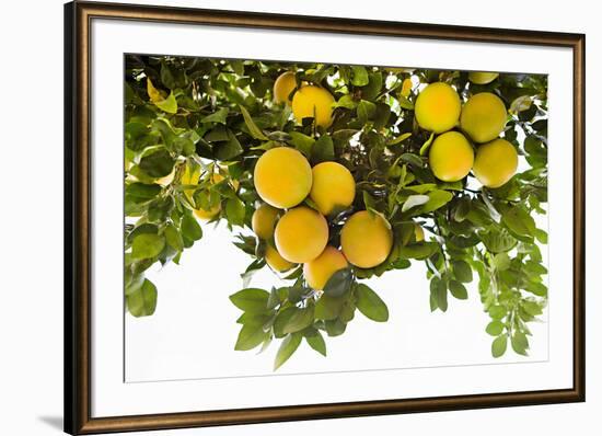 Lemon Grove I-Karyn Millet-Framed Photo
