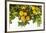 Lemon Grove I-Karyn Millet-Framed Photo