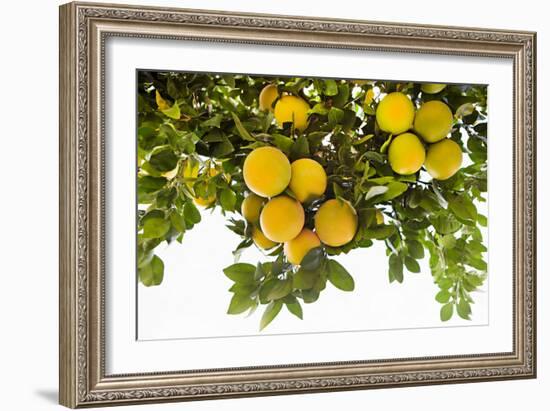 Lemon Grove I-Karyn Millet-Framed Photo