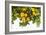 Lemon Grove I-Karyn Millet-Framed Photo