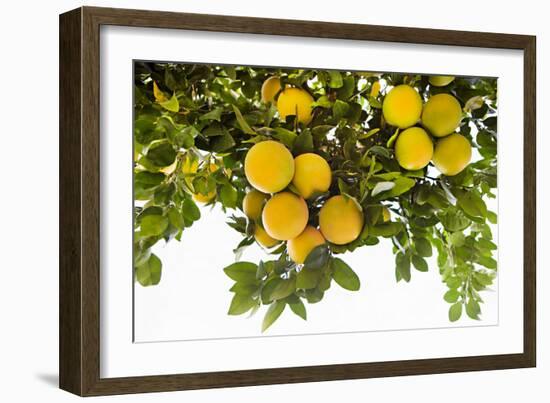 Lemon Grove I-Karyn Millet-Framed Photo