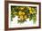 Lemon Grove I-Karyn Millet-Framed Photo