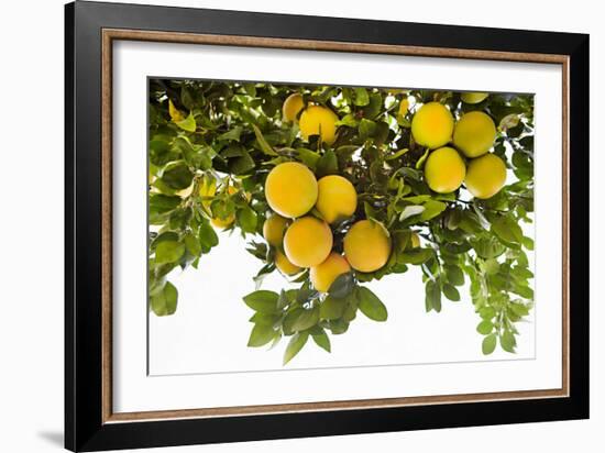 Lemon Grove I-Karyn Millet-Framed Photo