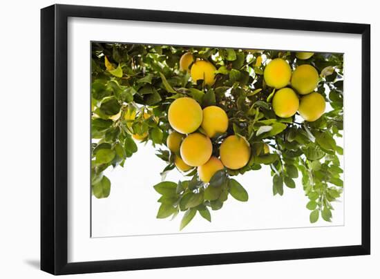 Lemon Grove I-Karyn Millet-Framed Photo