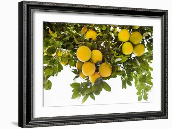 Lemon Grove I-Karyn Millet-Framed Photo