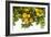 Lemon Grove I-Karyn Millet-Framed Photo